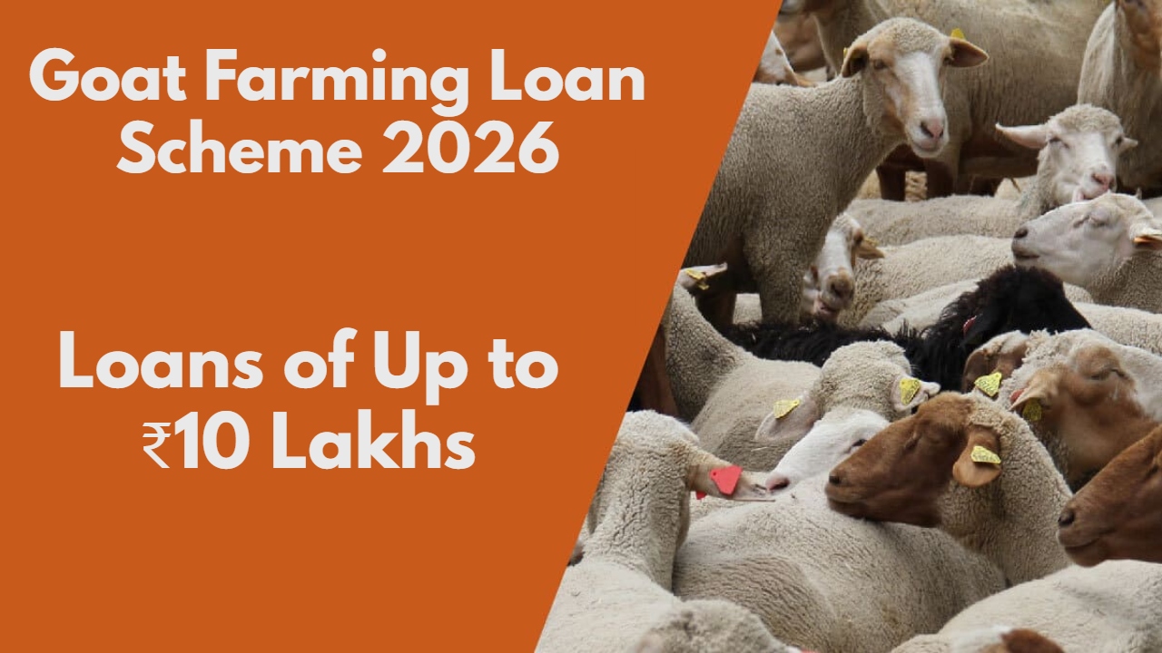 Goat Farming Loan Scheme 2026: The Government is Offering Loans of Up to ₹10 Lakhs for Goat Rearing – Here is How to Apply