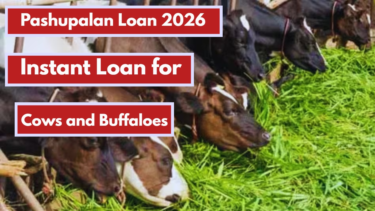 Pashupalan Loan 2026: An Easy Way to Get an Instant Loan for Cows and Buffaloes